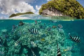 Cuba defiende en ONU la preservación de biodiversidad marina