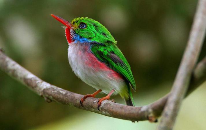 Parque nacional cubano muestra sus aves al Caribe