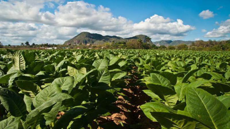 Introducen nuevas variedades de tabaco Virginia en Cuba