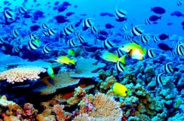 Proyecto marino en Cuba ha descubierto más de 40 especies