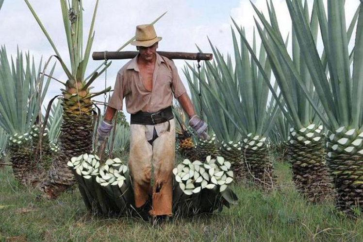 Empresa cubana FIBRA FORTE, por recuperar el henequén en Cuba