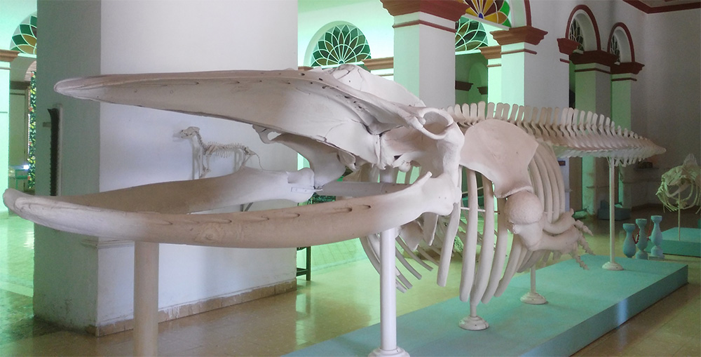 Museo de Historia Natural de Gibara, una historia que contar