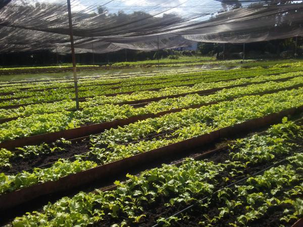 Viajes Cubanacán acerca a los turistas a la gastronomía cubana