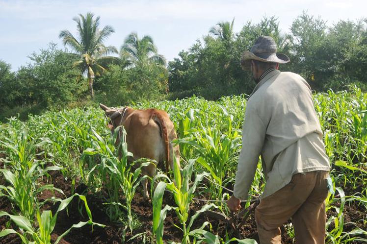 Agricultura cubana