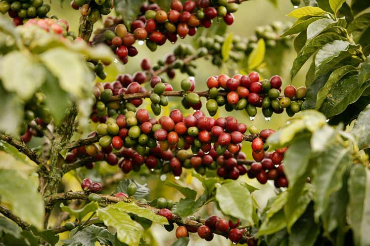 Café en el Llano-Cuba (Foto PL)