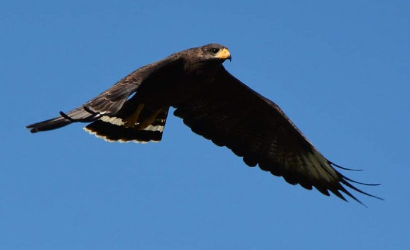 La Ciénaga de Zapata acogerá el concurso de fotografía “Foto al Vuelo 2024”