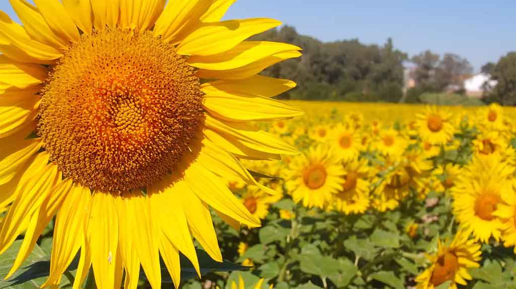 El equinoccio de primavera se adelanta de nuevo