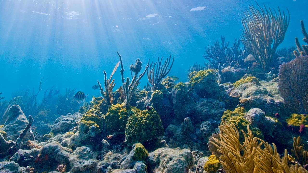 Arrecifes coralinos cubanos