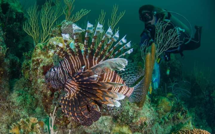 Científicos del Bojeo a Cuba exploran los fondos marinos de Villa Clara