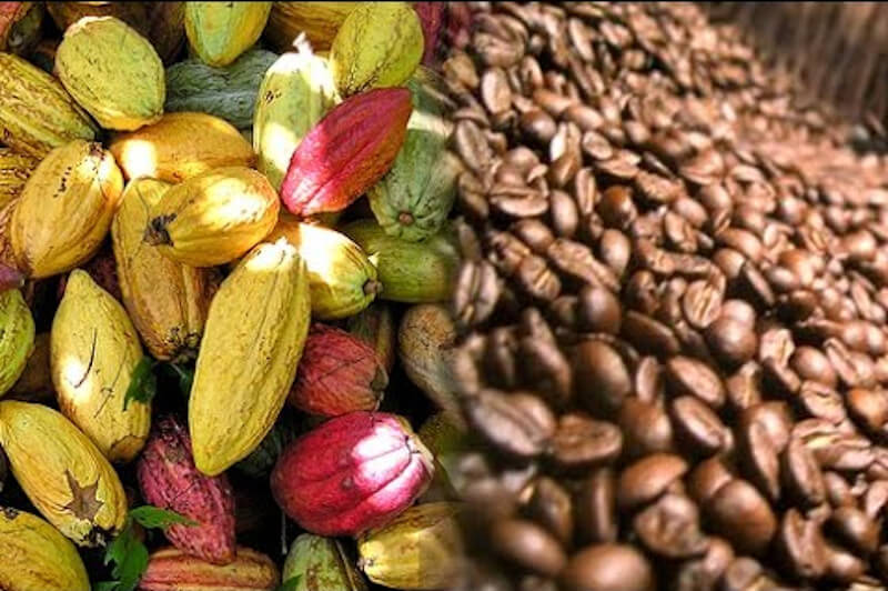 café y cacao