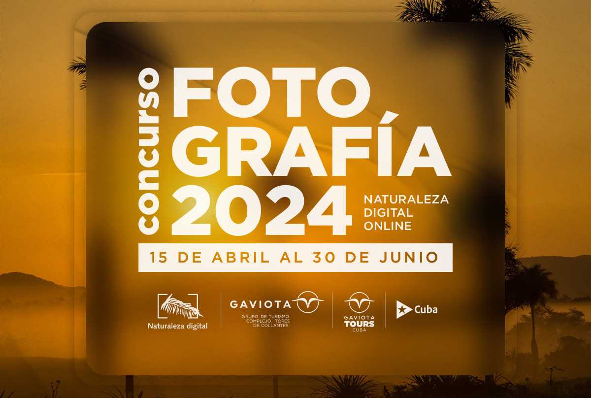 Gaviota concurso online fotografía digital