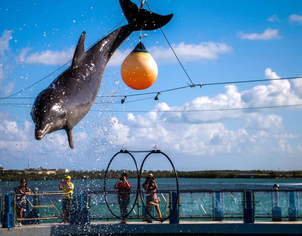 El delfinario de Cayo Santa María amplía la experiencia turística en Villa Clara