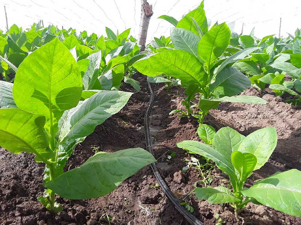 Nuevo sendero turístico agroecológico en Cumanayagua