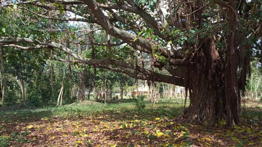 Parque Humedal Grande