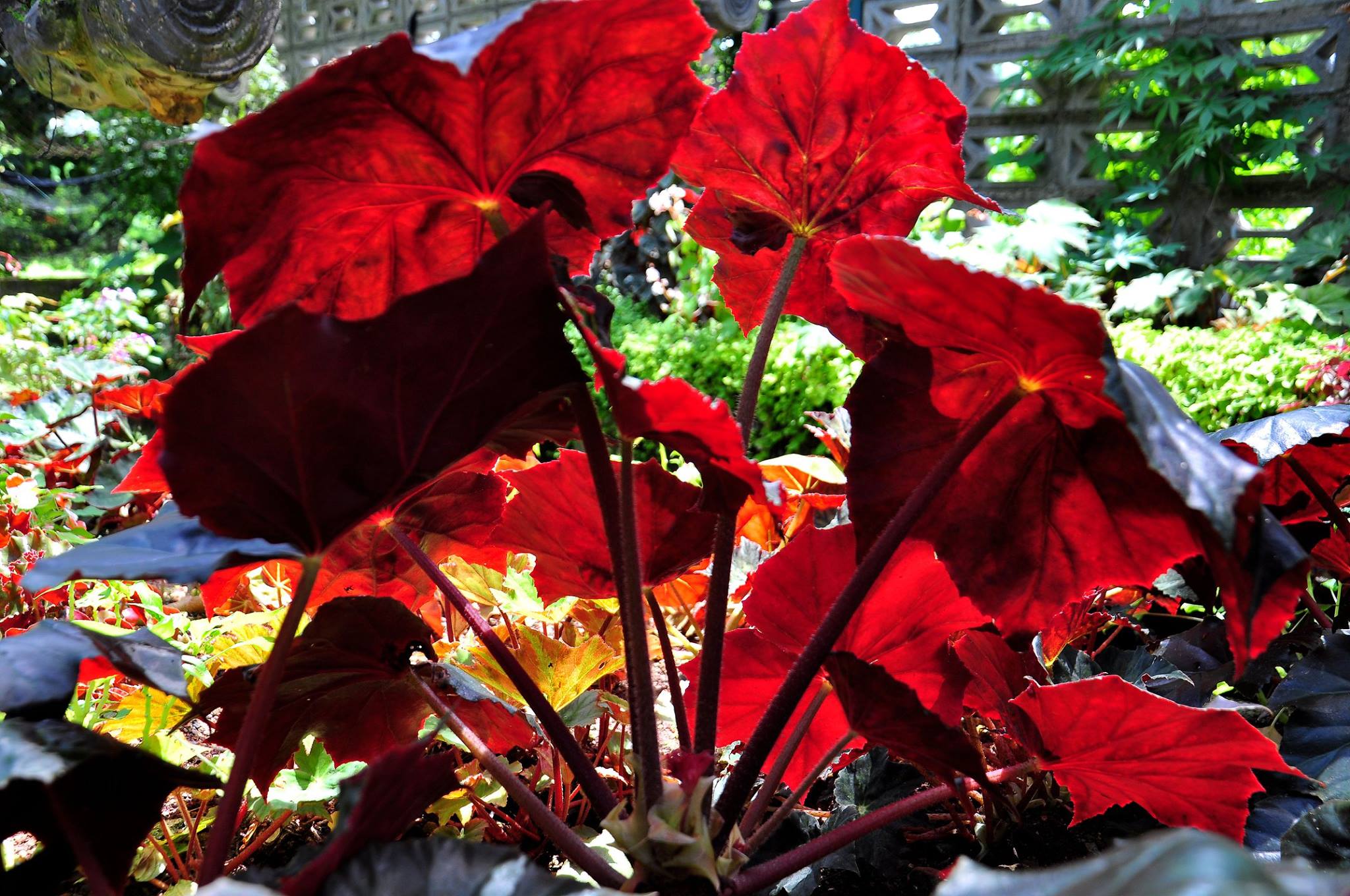 Ecoturismo en el Jardín Botánico de Holguín