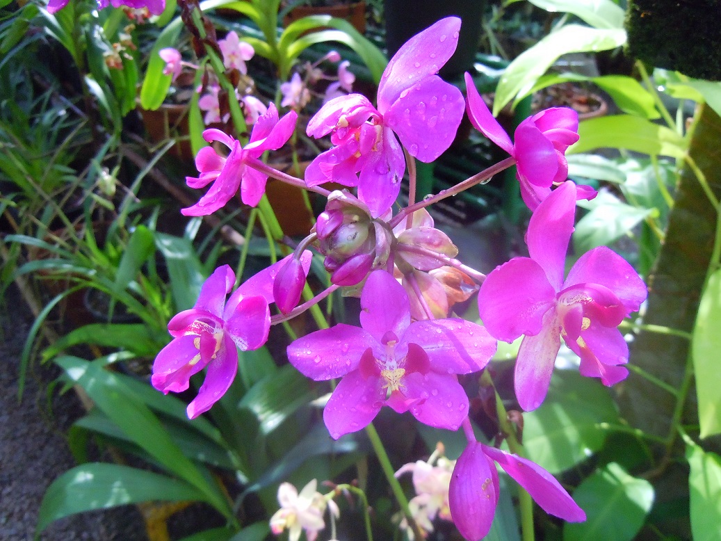 orquideas
