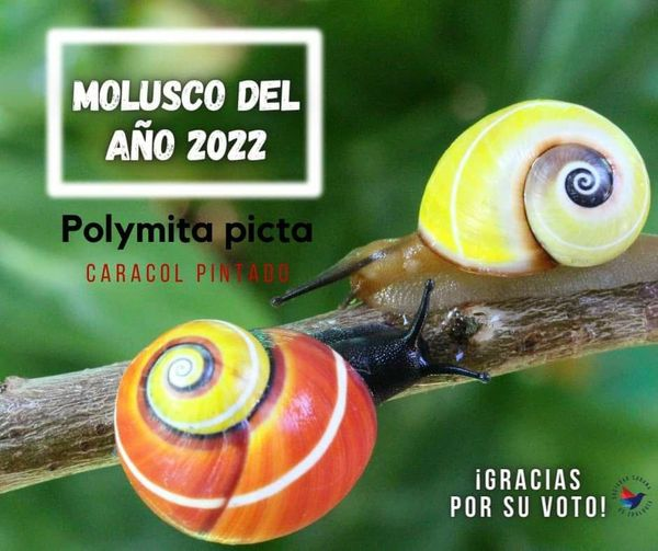 Polymita Picta Molusco del año 2022