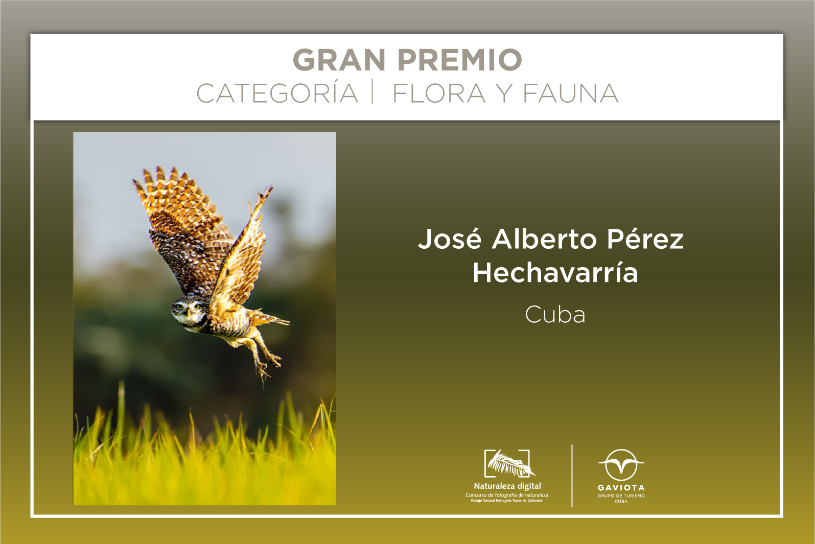 Gran premio concurso online Naturaleza Digital 2025 Gaviota