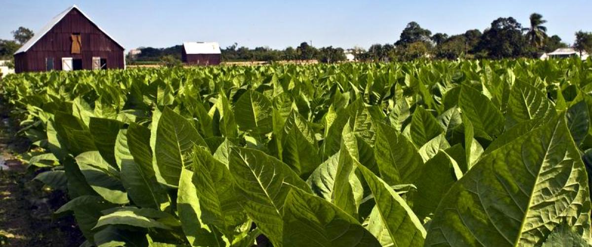 Ruta del Tabaco en Cuba contará con hotel de alto estándar