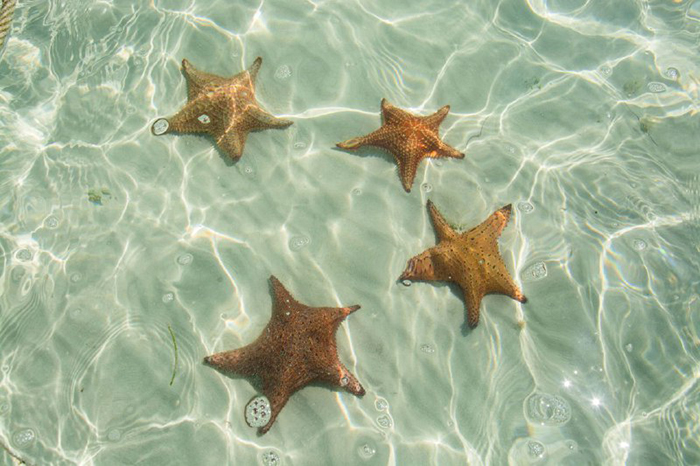 Proyecto salvaguarda biodiversidad en Cayo Jutías