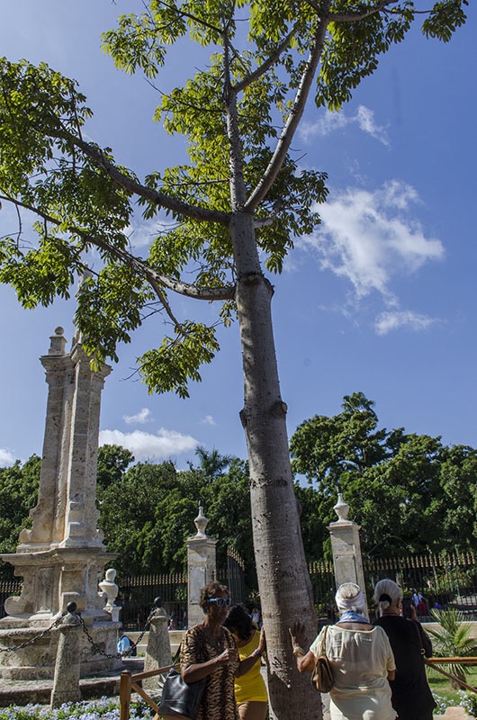 La Ceiba de El Templete