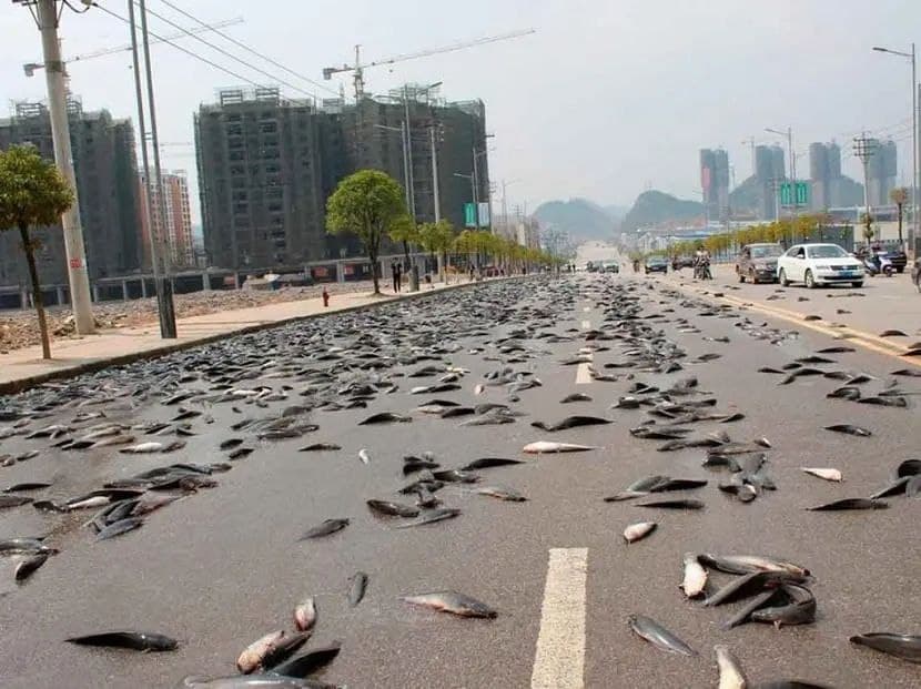 Peces caídos del “cielo”, por disipación de una tromba marina en la costa.