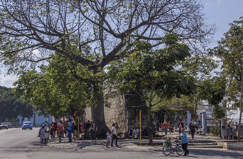 La Ceiba junto a La Muralla de La Habana