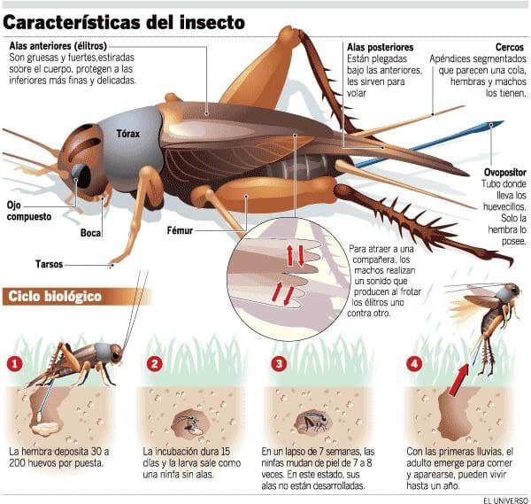 Cómo canta un grillo