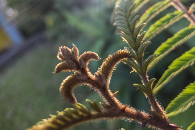 Amanecer en Topes de Collantes detalles de plantas. Foto de Rolando Pujol