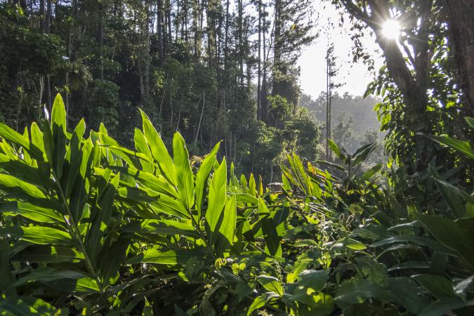 Amanecer en Topes de Collantes detalles de plantas. Foto de Rolando Pujol