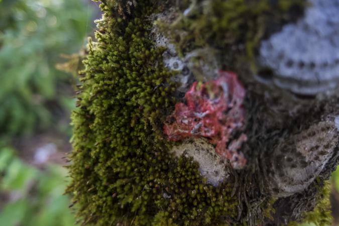 Amanecer en Topes de Collantes detalles de plantas. Foto de Rolando Pujol