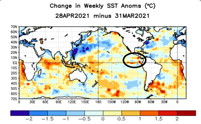 Anomalía semanal de la temperatura superficial del Mar en el Pacífico