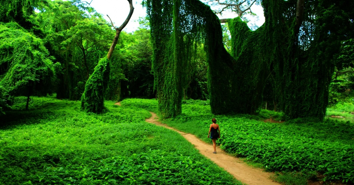 El Bosque de La Habana