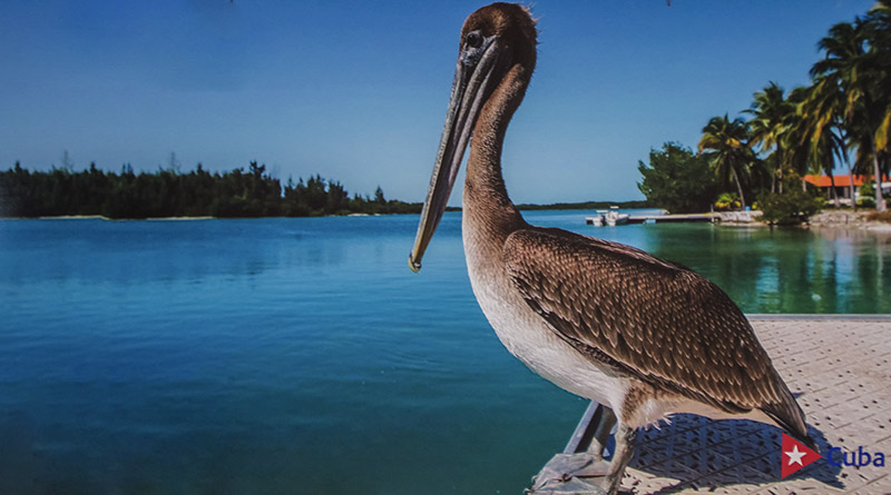 Cayo Largo del Sur, Cuba