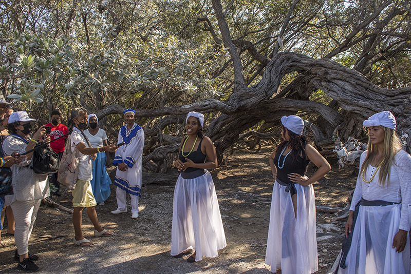 La Yana, el árbol brujo de Cayo Largo del Sur