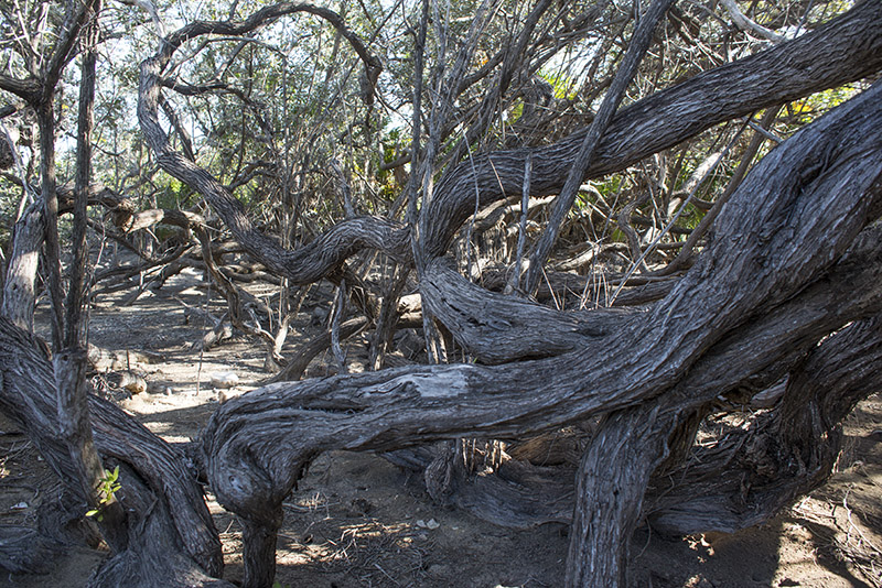 La Yana, el árbol brujo de Cayo Largo del Sur