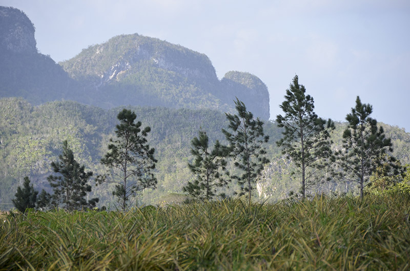 viñales