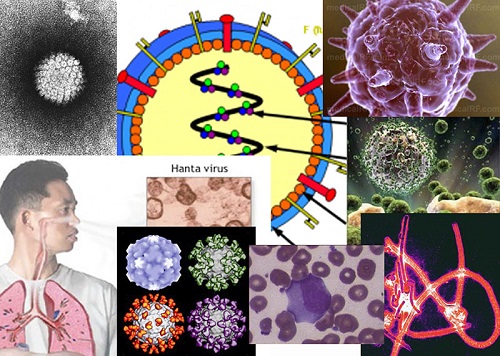 Virus