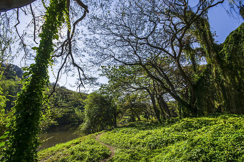 El bosque próximo al Río Almendares, conserva casi el aspecto que tenía en los días de la colonización en el siglo XVI