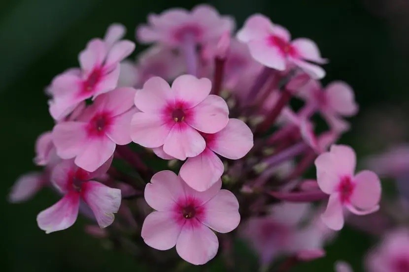 Flor Phlox Paniculata