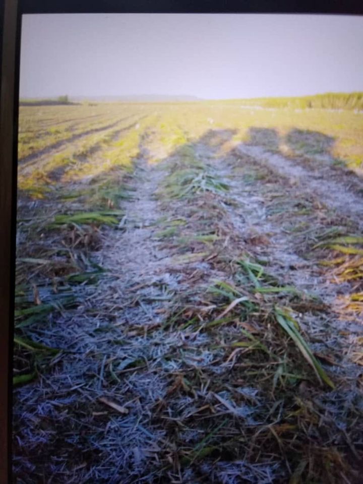 Escarcha en Campo de Bainoa