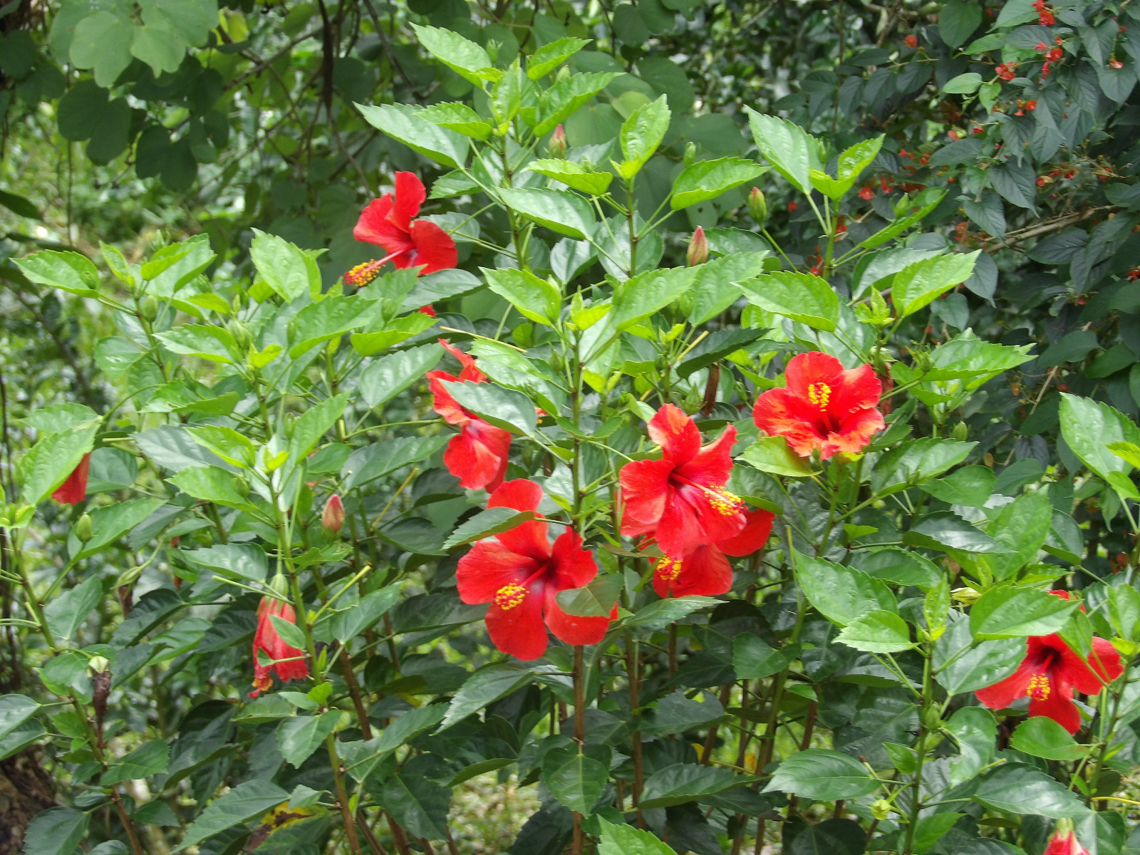 Topes de Collantes