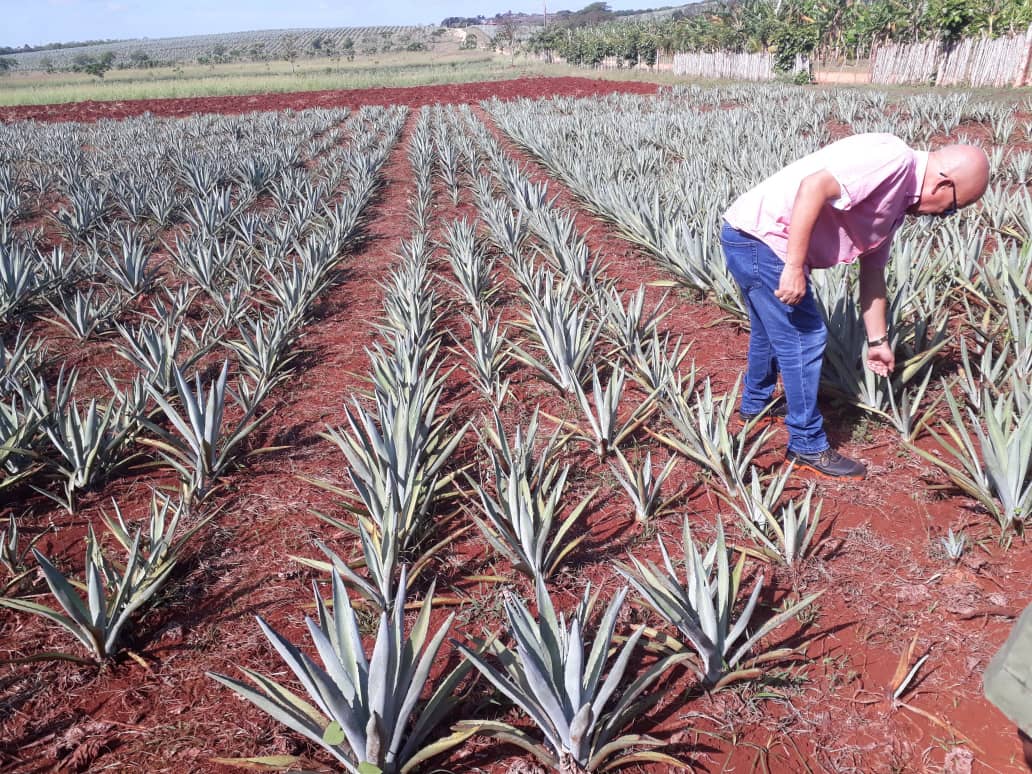 Suchel-Proquimia busca aprovechar las bondades del jugo de henequén
