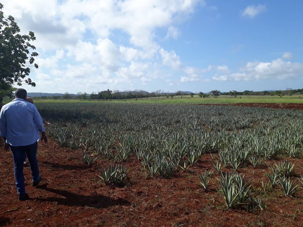 Suchel-Proquimia busca aprovechar las bondades del jugo de henequén