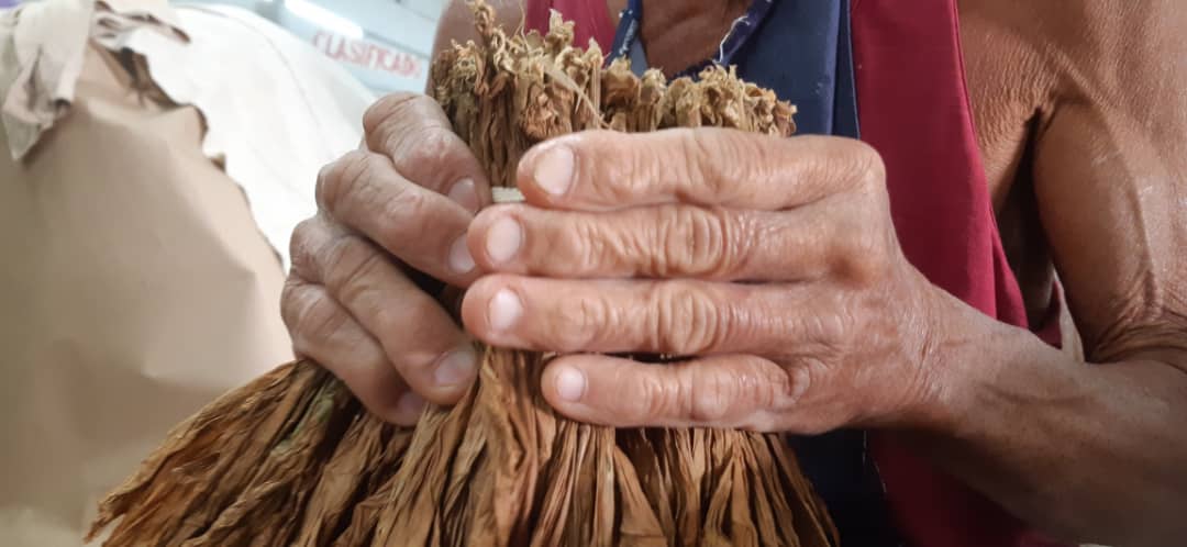 Festival del Habano, recorrido a las plantaciones tabacaleras.