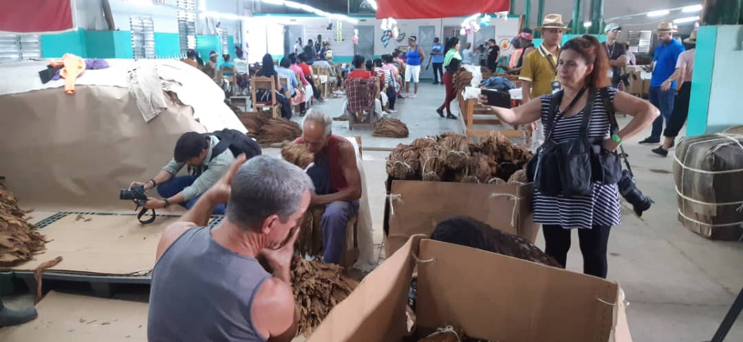 Festival del Habano, recorrido a las plantaciones tabacaleras.