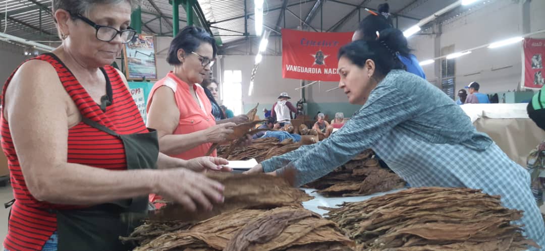 Festival del Habano, recorrido a las plantaciones tabacaleras.