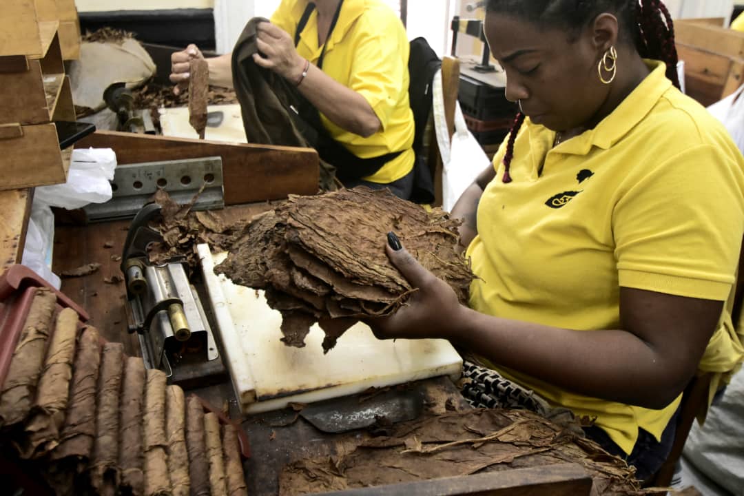 Cara a cara con los torcedores de Habanos