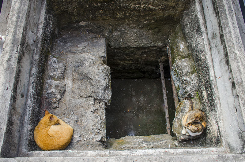 Los restos del canal cubierto de la Zanja Real sirven de refugio a los gatos