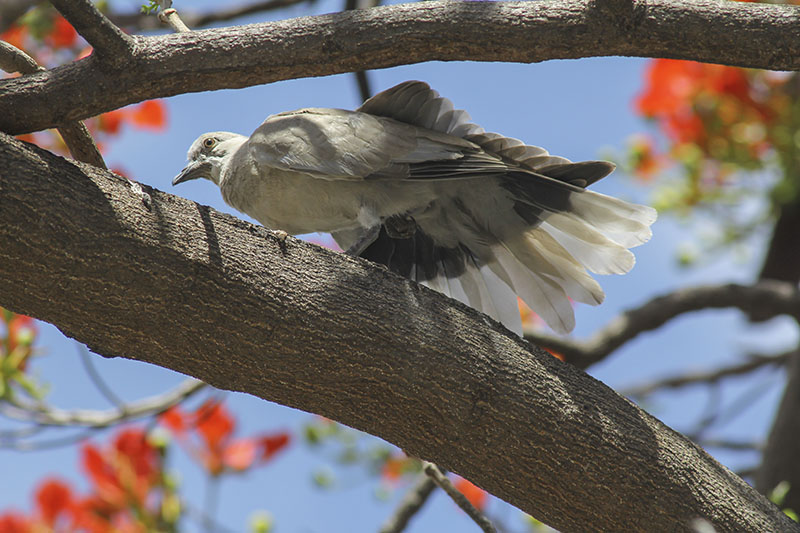 Palomas rabiches (3)